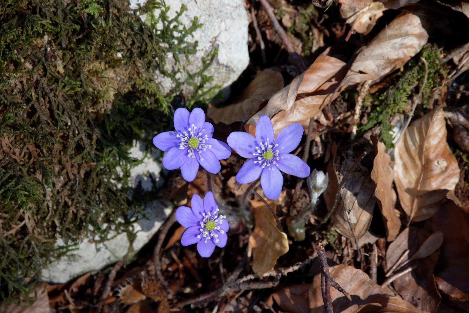 Frühlingsboten