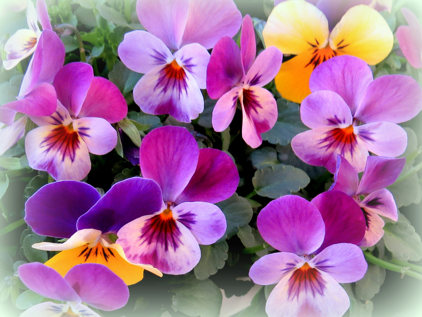Blumen Fensterbilder: Farbenfrohe Frühlingsboten für Groß und Klein!