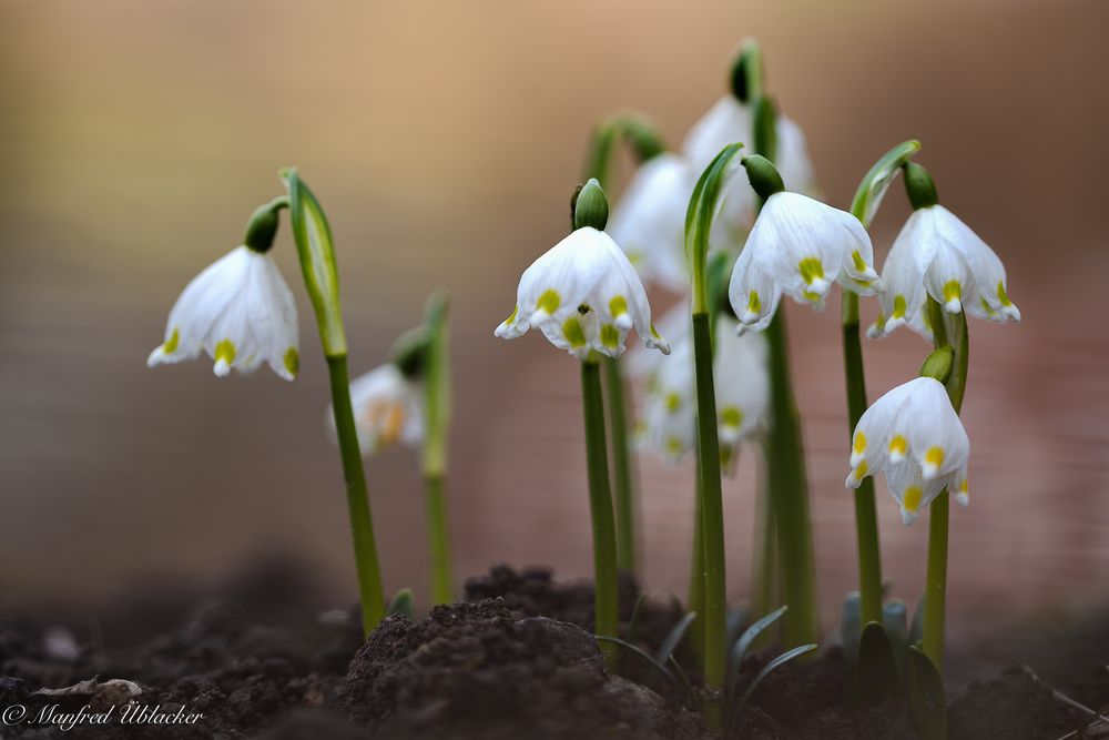 Frühlingsboten ...