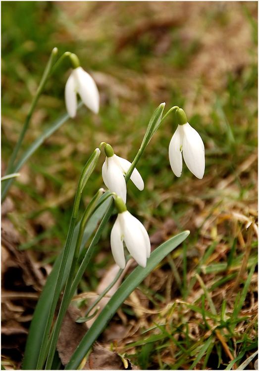 Frühlingsboten...