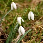 Frühlingsboten...