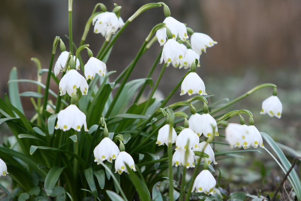 Frühlingsboten