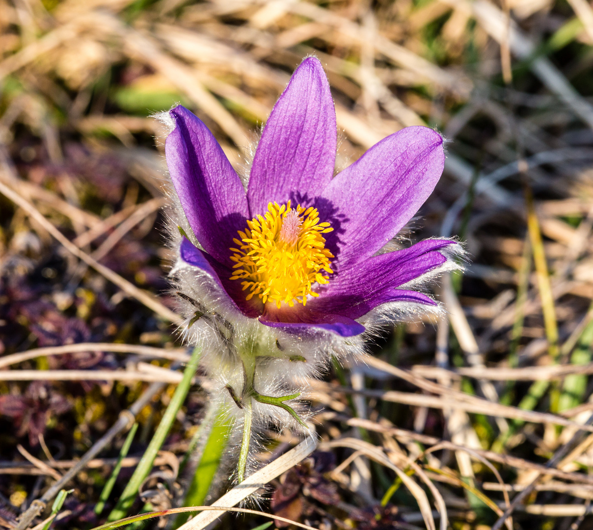 Frühlingsboten