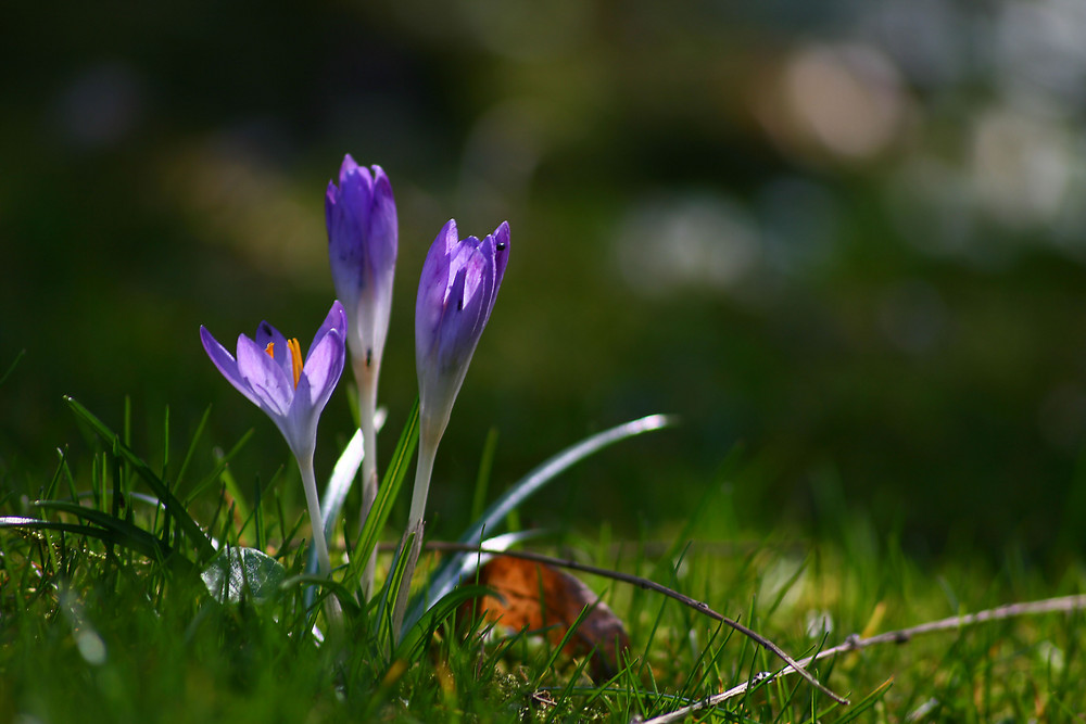 Frühlingsboten