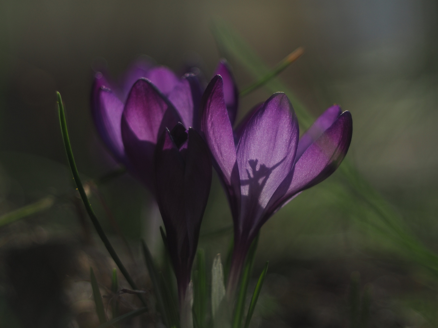 Frühlingsboten Foto & Bild jahreszeiten, frühling, natur Bilder auf