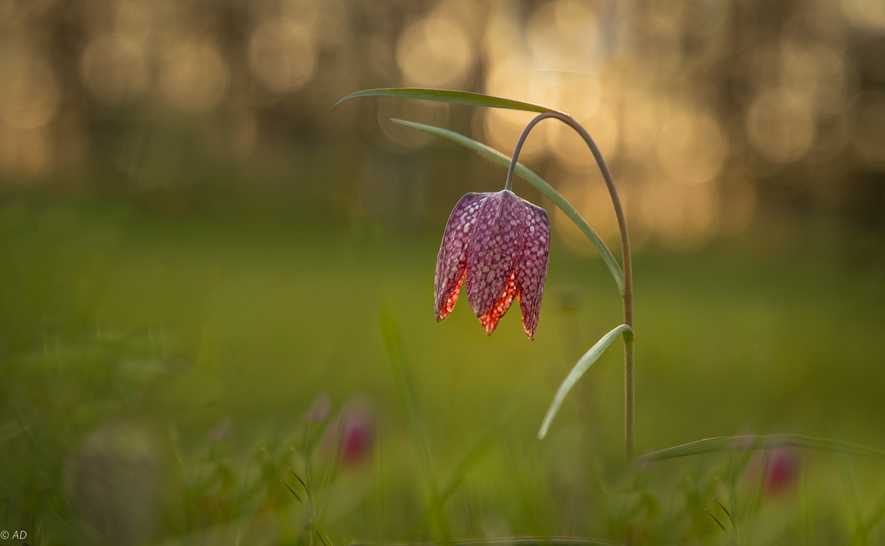 Frühlingsboten