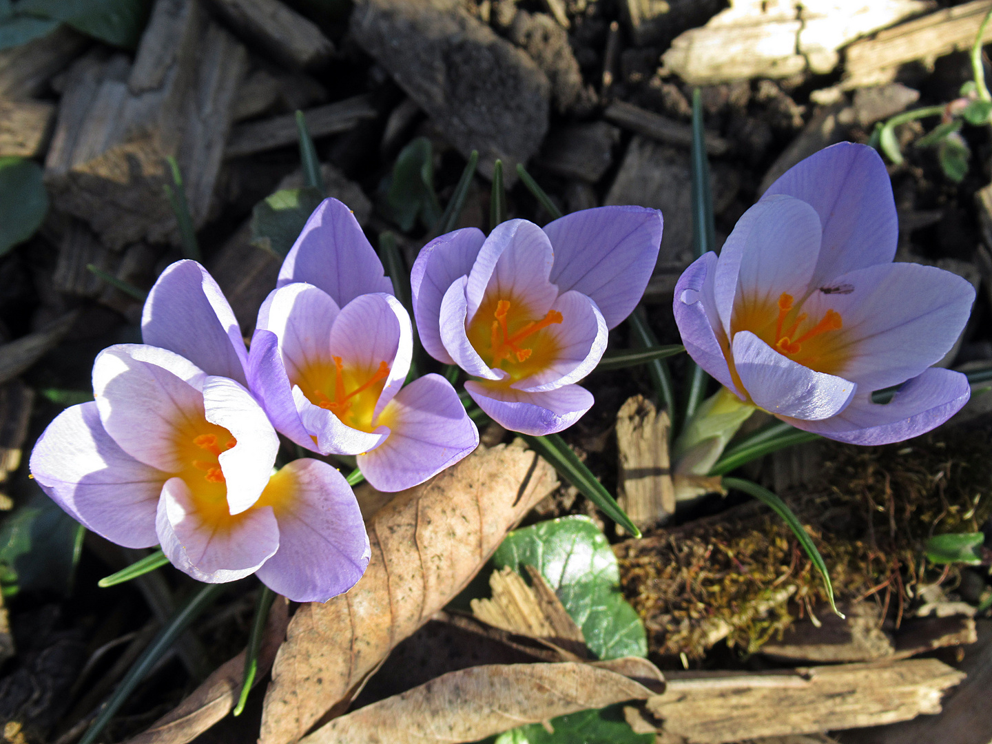 Frühlingsboten