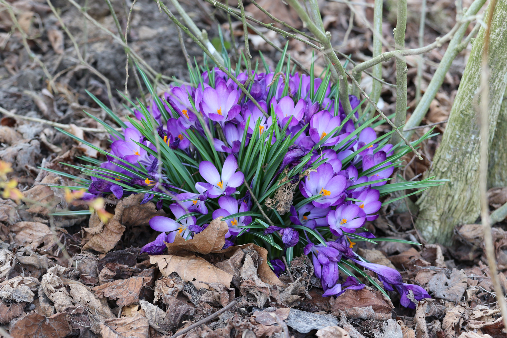 Frühlingsboten