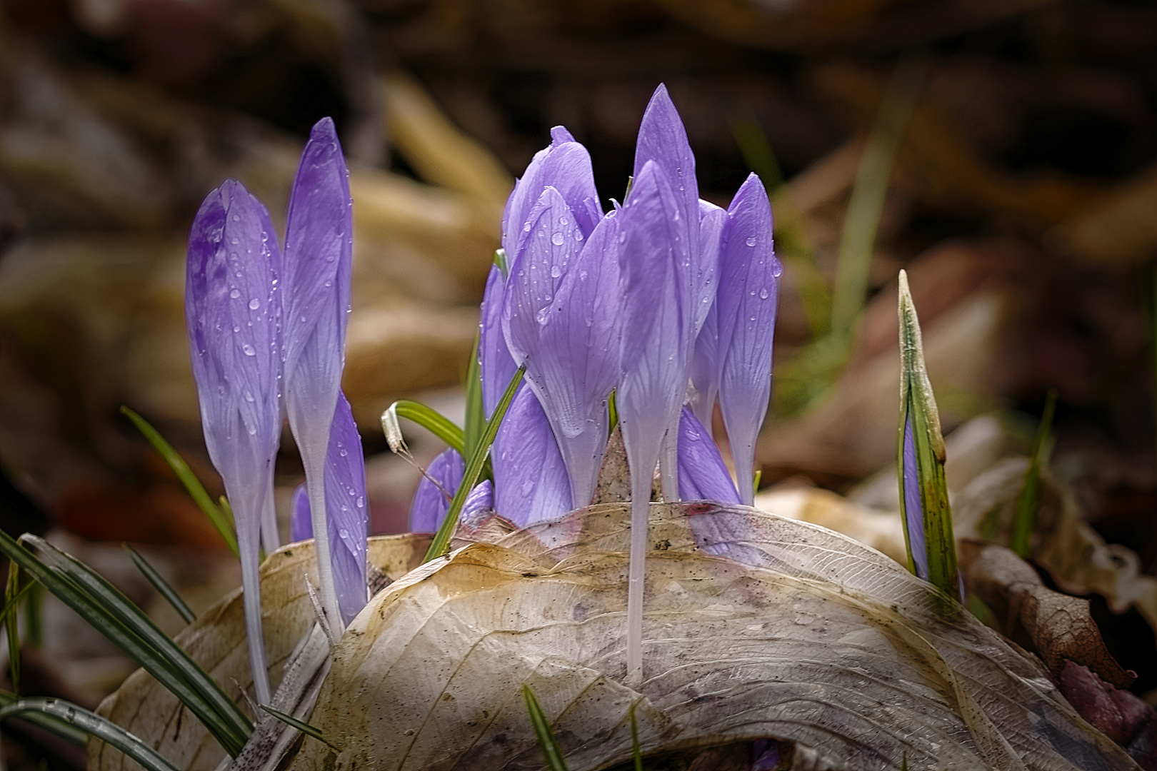 Frühlingsboten