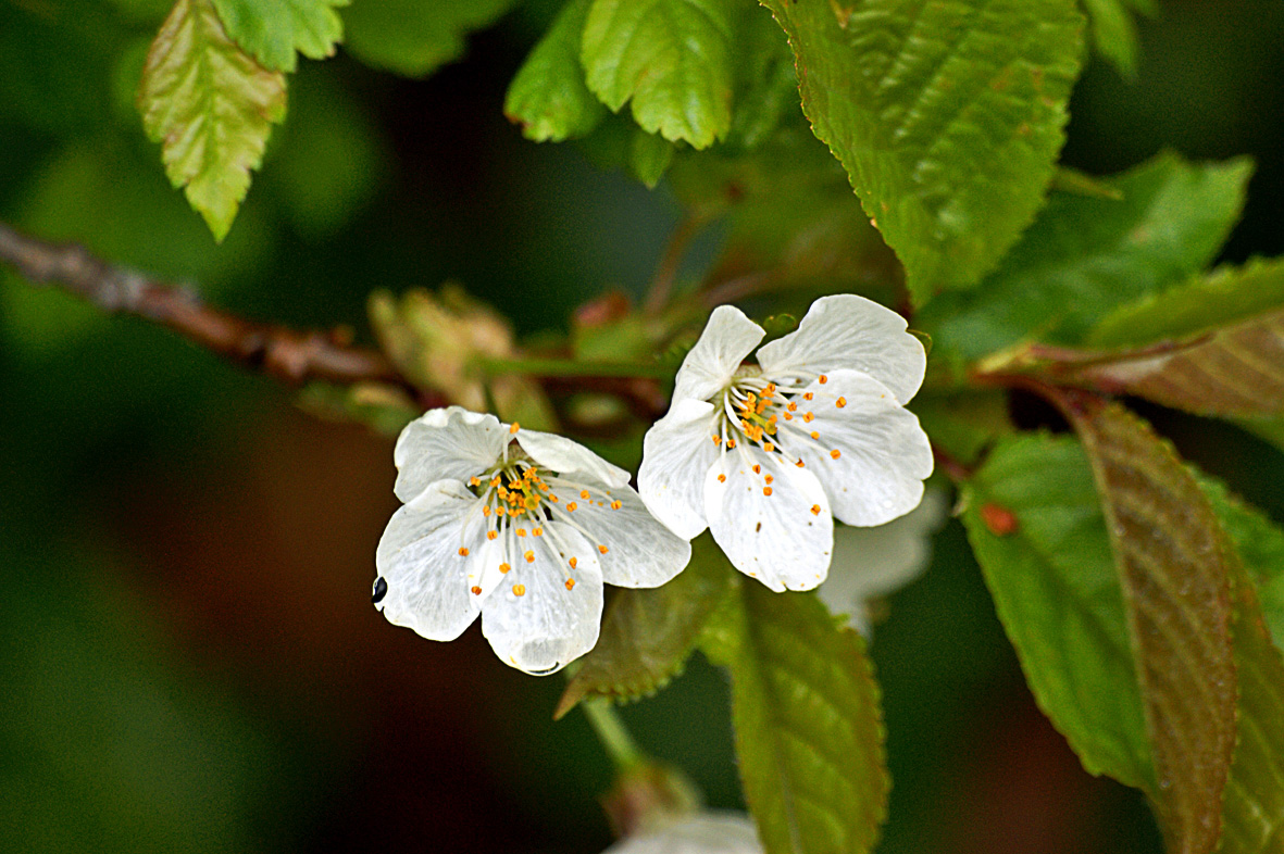 Frühlingsboten 3