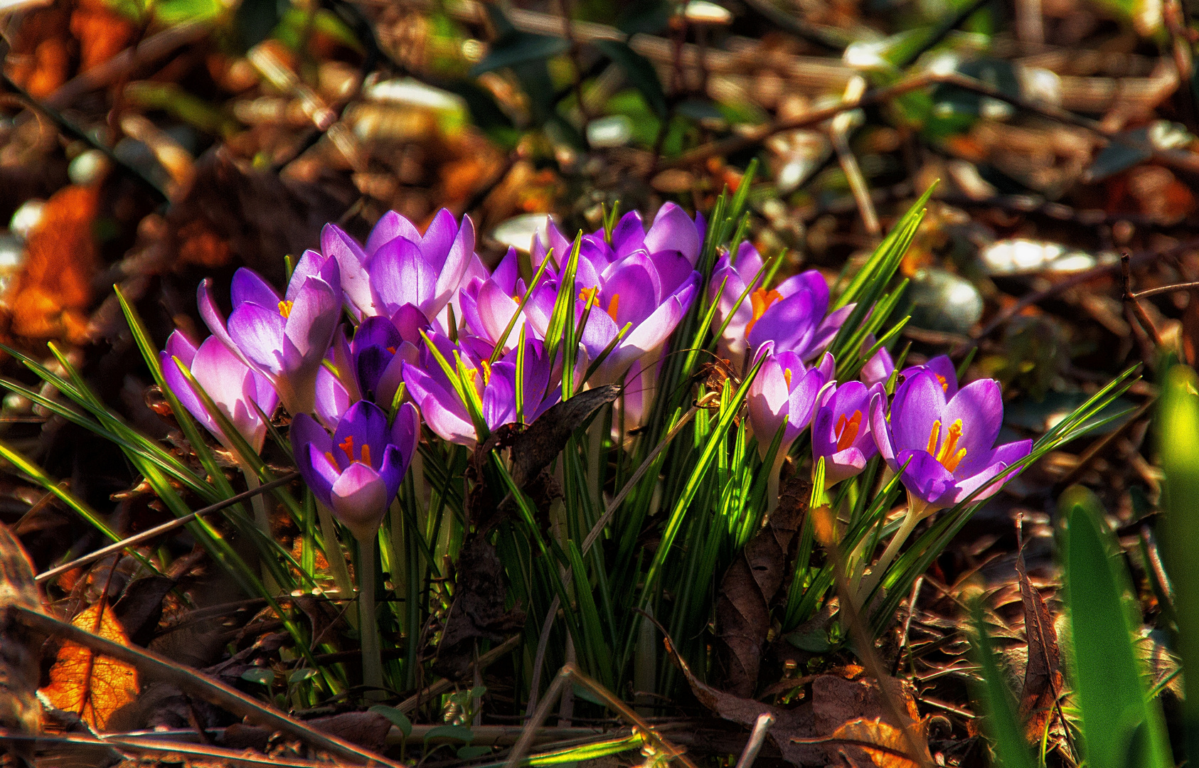 Frühlingsboten