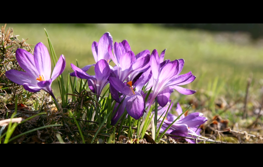 Frühlingsboten