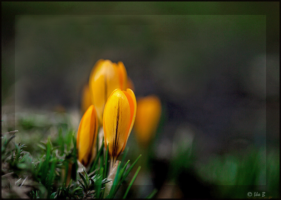 ~ Frühlingsboten ~