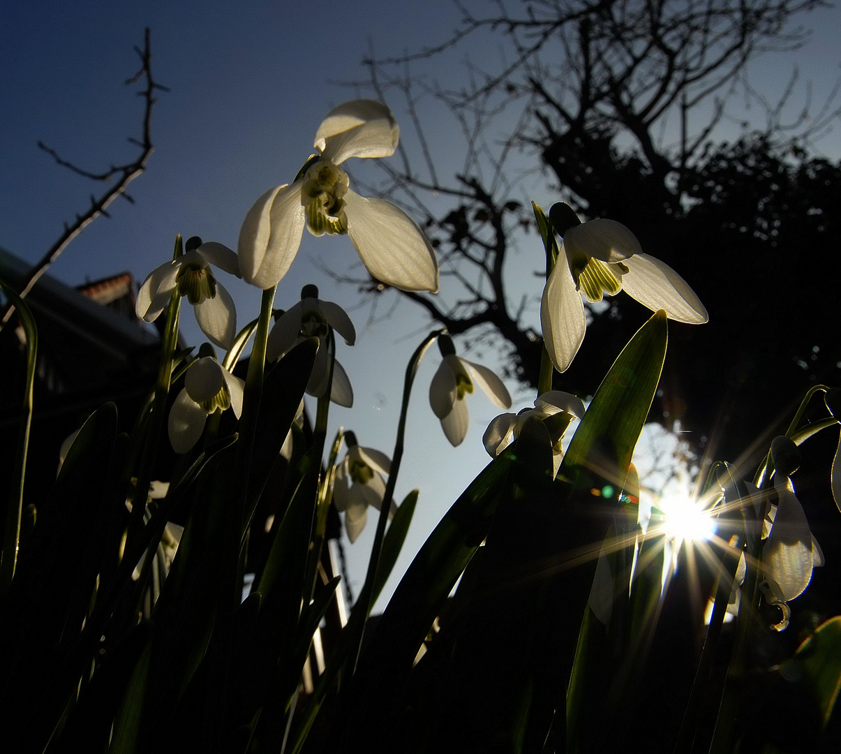 Frühlingsboten