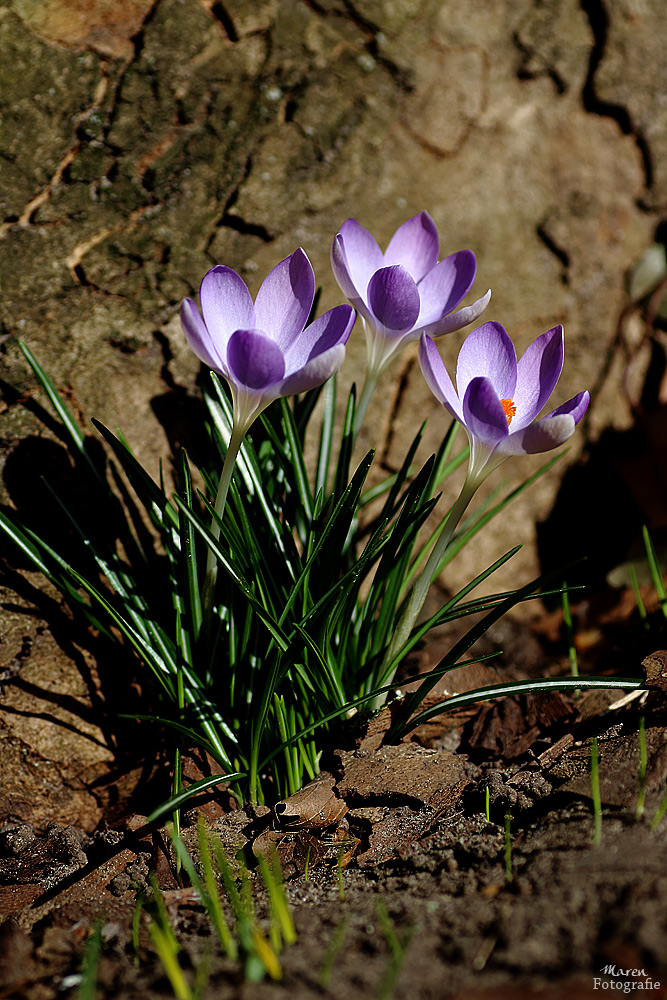 Frühlingsboten