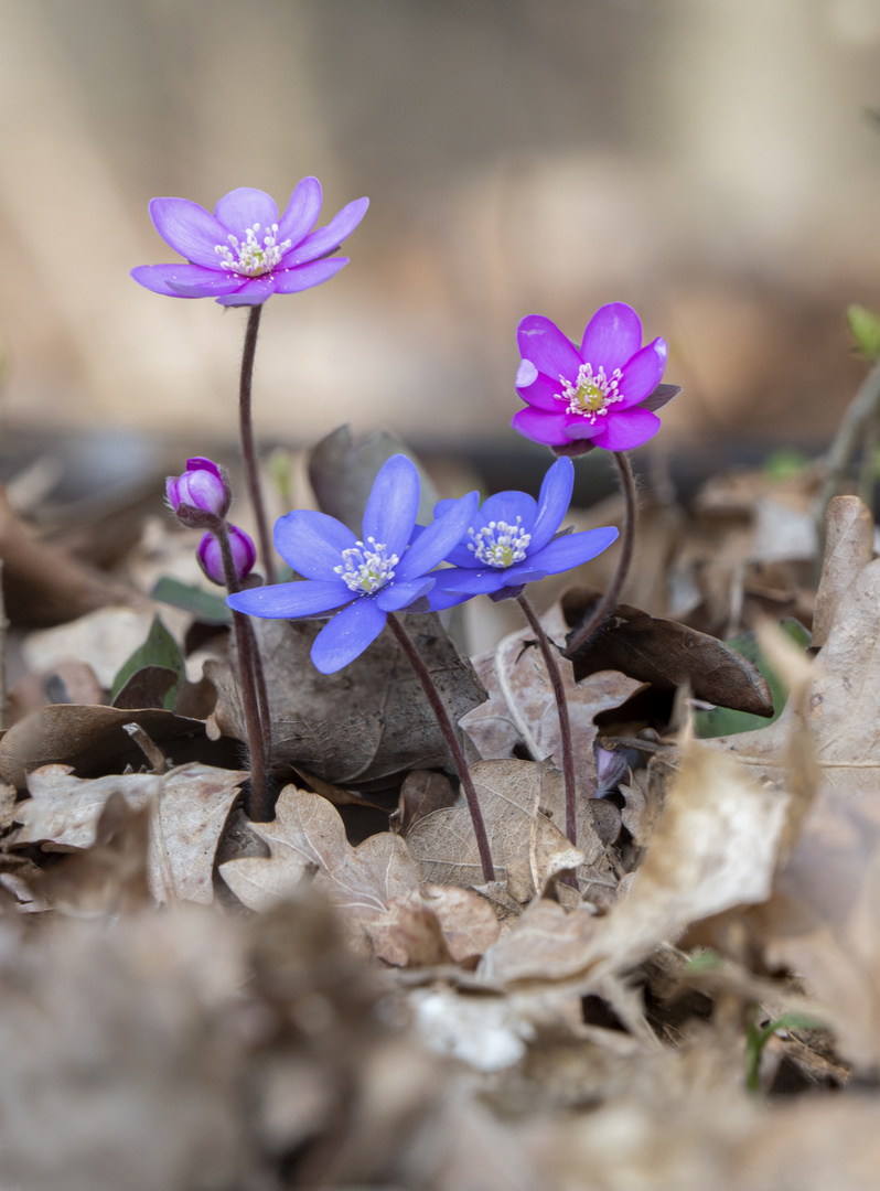 Frühlingsboten 