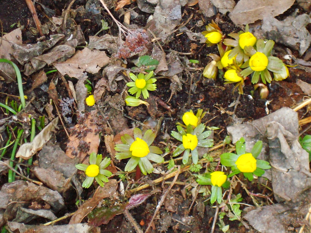 Frühlingsboten