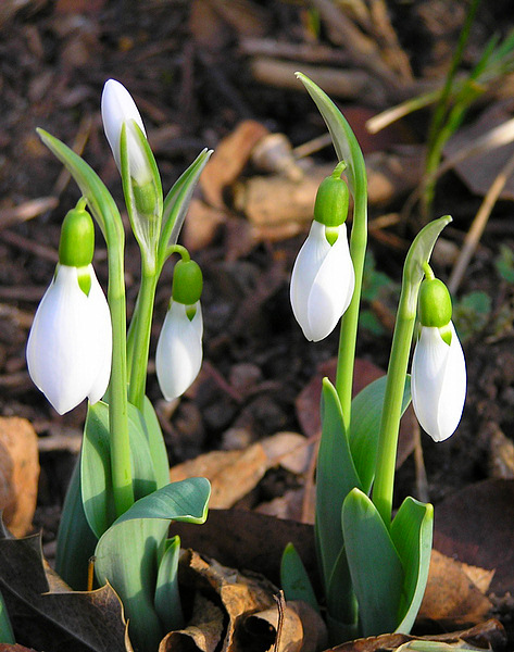 Frühlingsboten