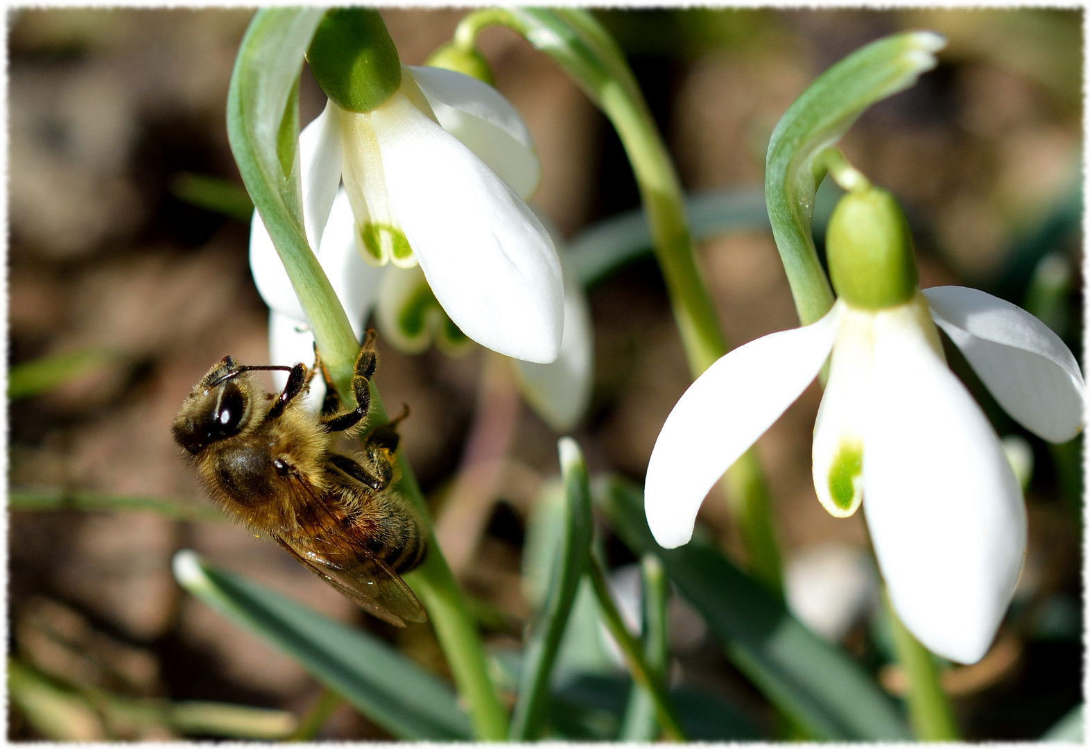 Frühlingsboten Foto & Bild jahreszeiten, frühling, natur Bilder auf