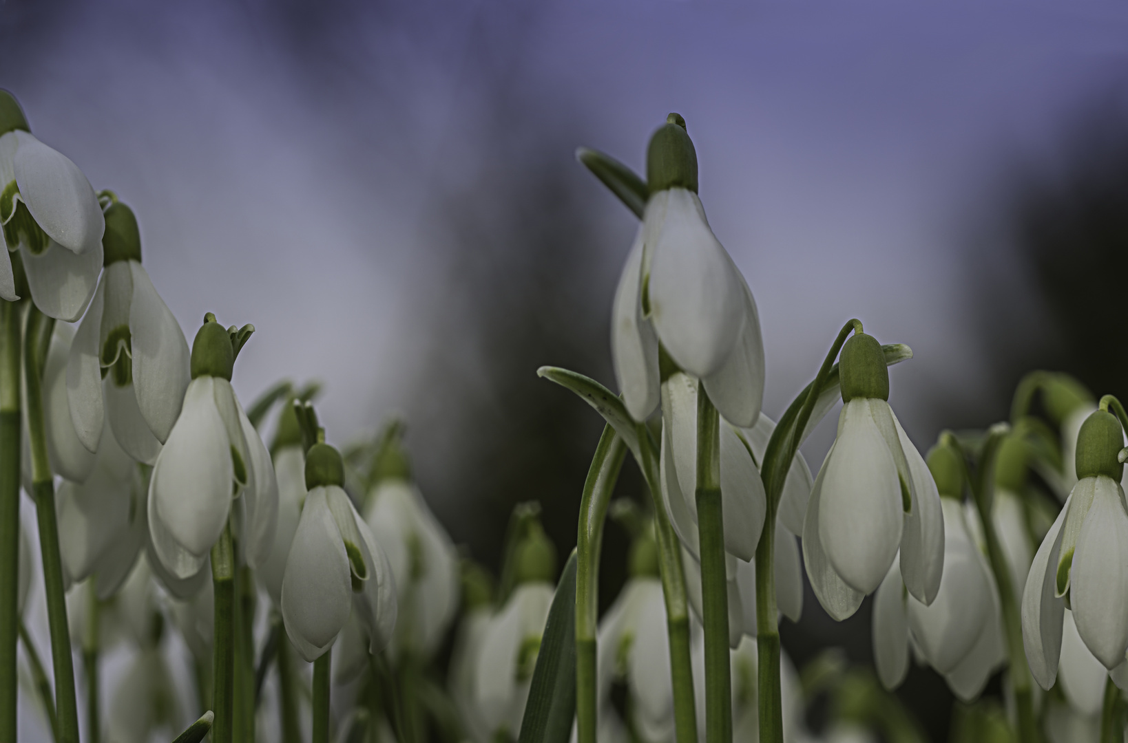 Frühlingsboten