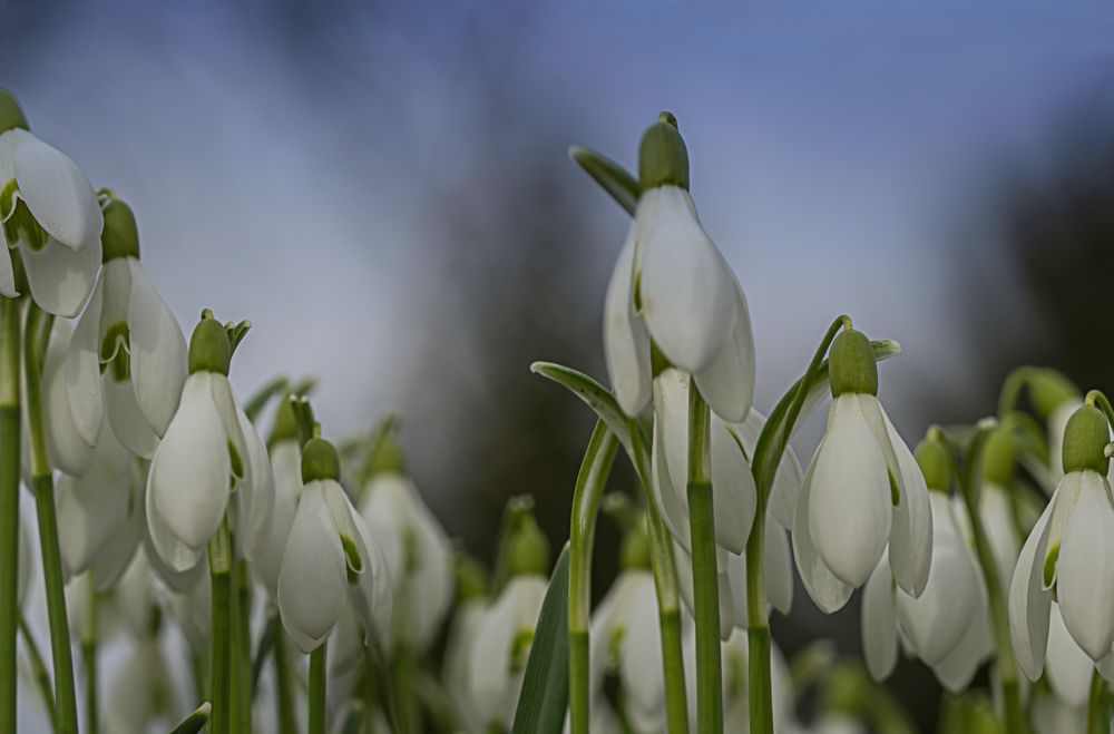 Frühlingsboten