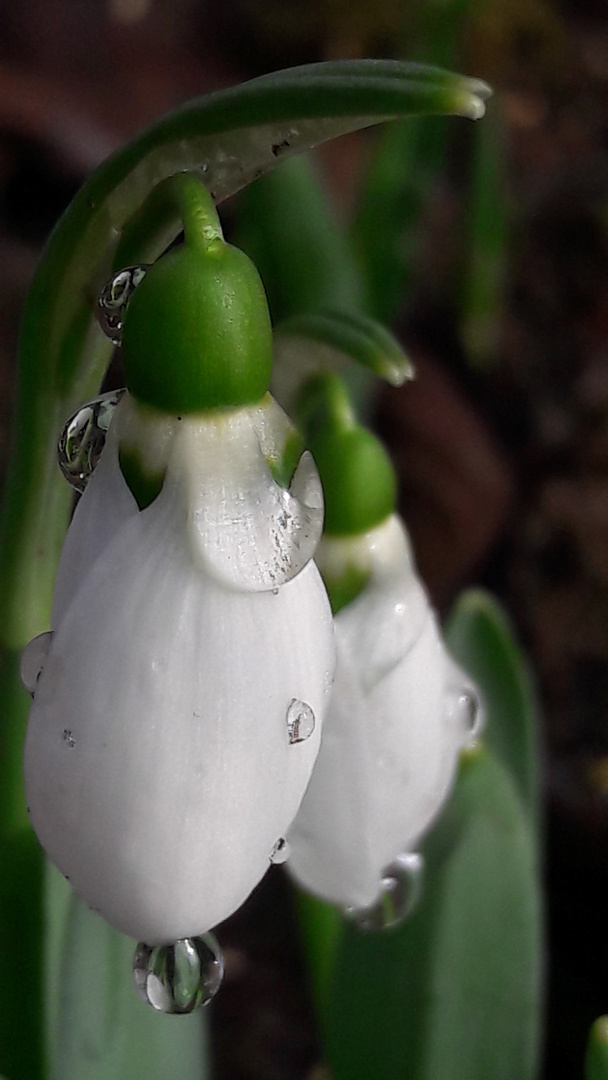 Frühlingsboten