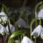 Frühlingsboten