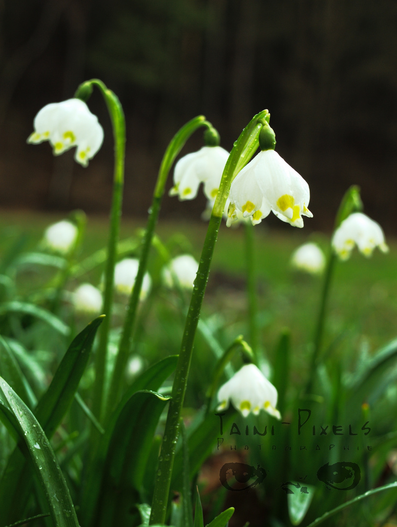 Frühlingsboten