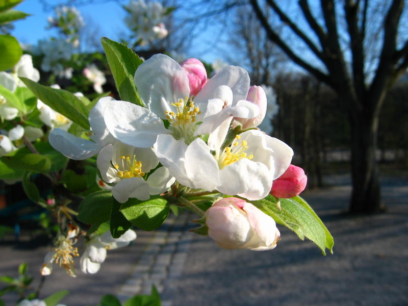 Frühlingsboten