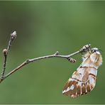 Frühlingsboten