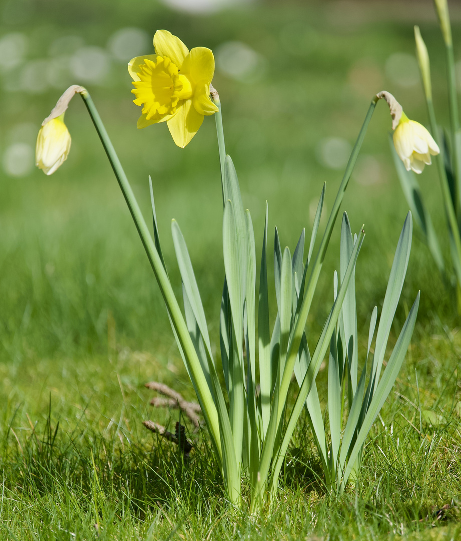 Frühlingsboten