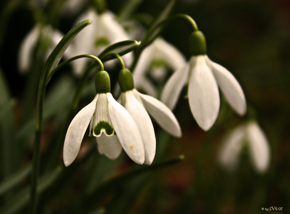 Frühlingsboten