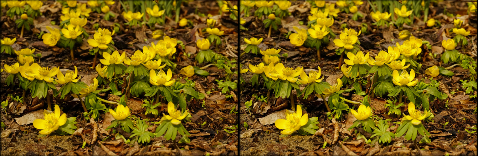  Frühlingsboten (3D-II-View)