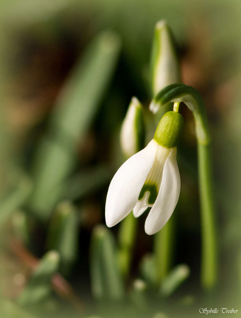 Frühlingsboten