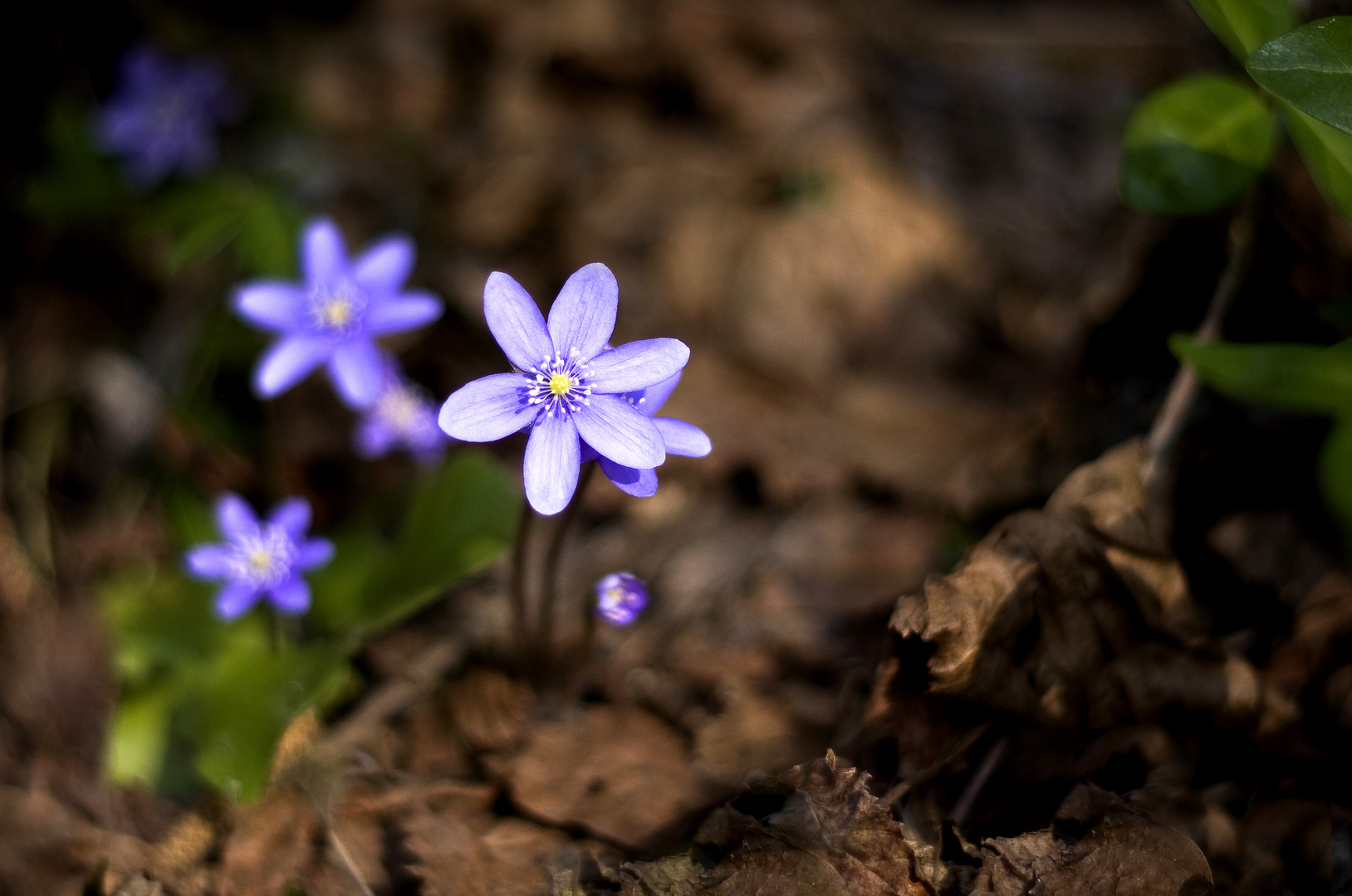 Frühlingsboten