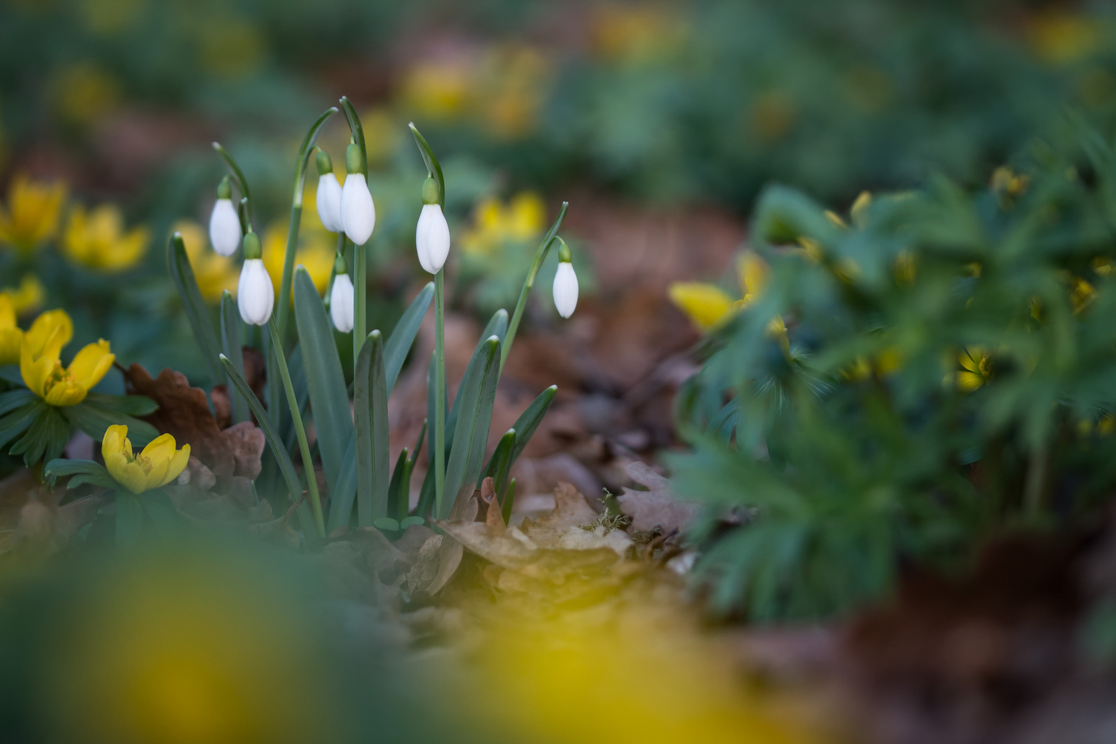 Frühlingsboten