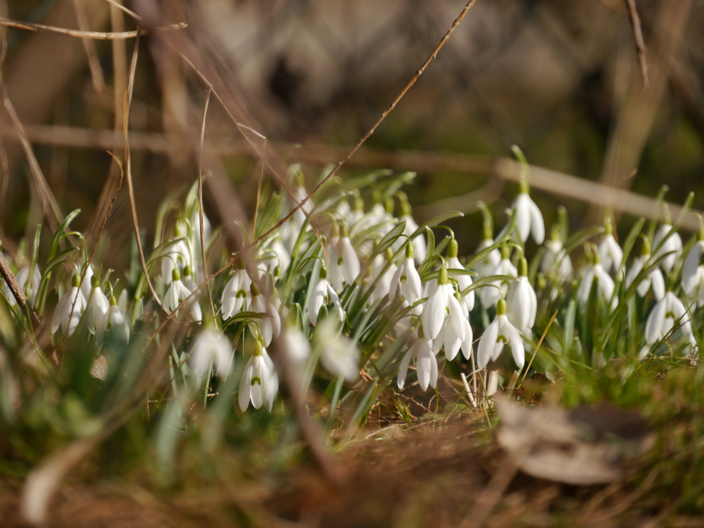 Frühlingsboten