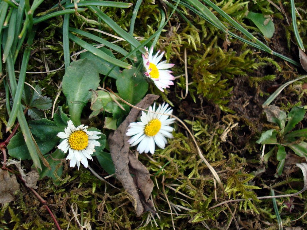 Frühlingsboten