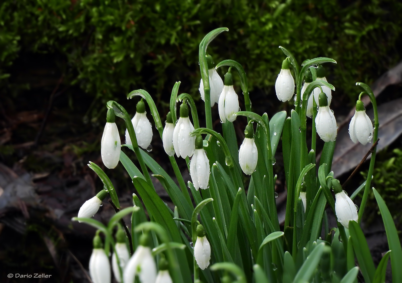 Frühlingsboten