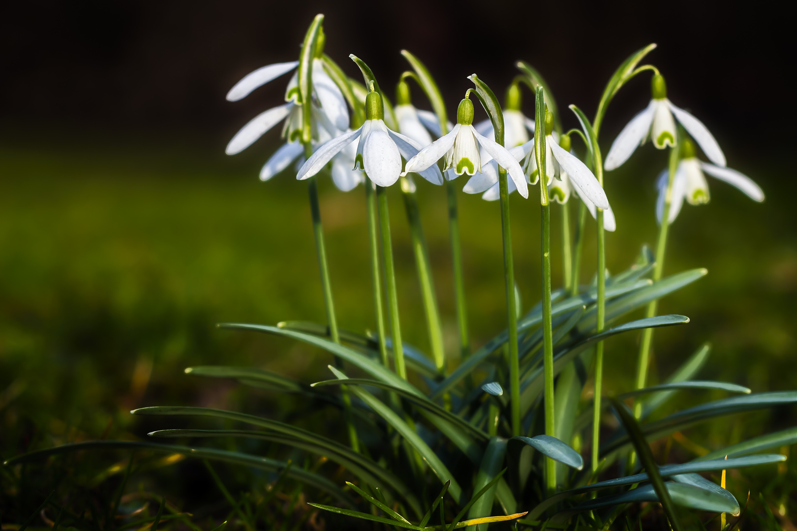 Frühlingsboten