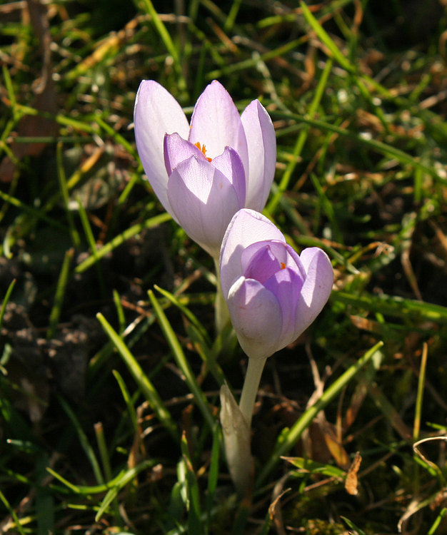 Frühlingsboten