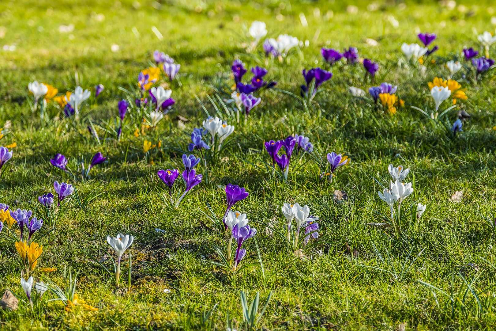 Frühlingsboten