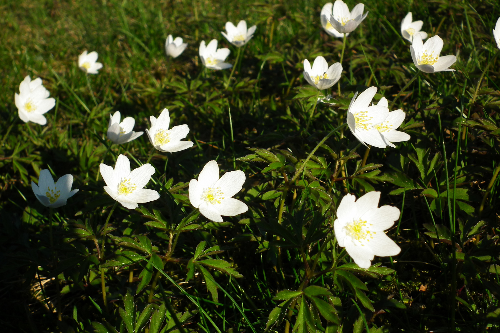 Frühlingsboten