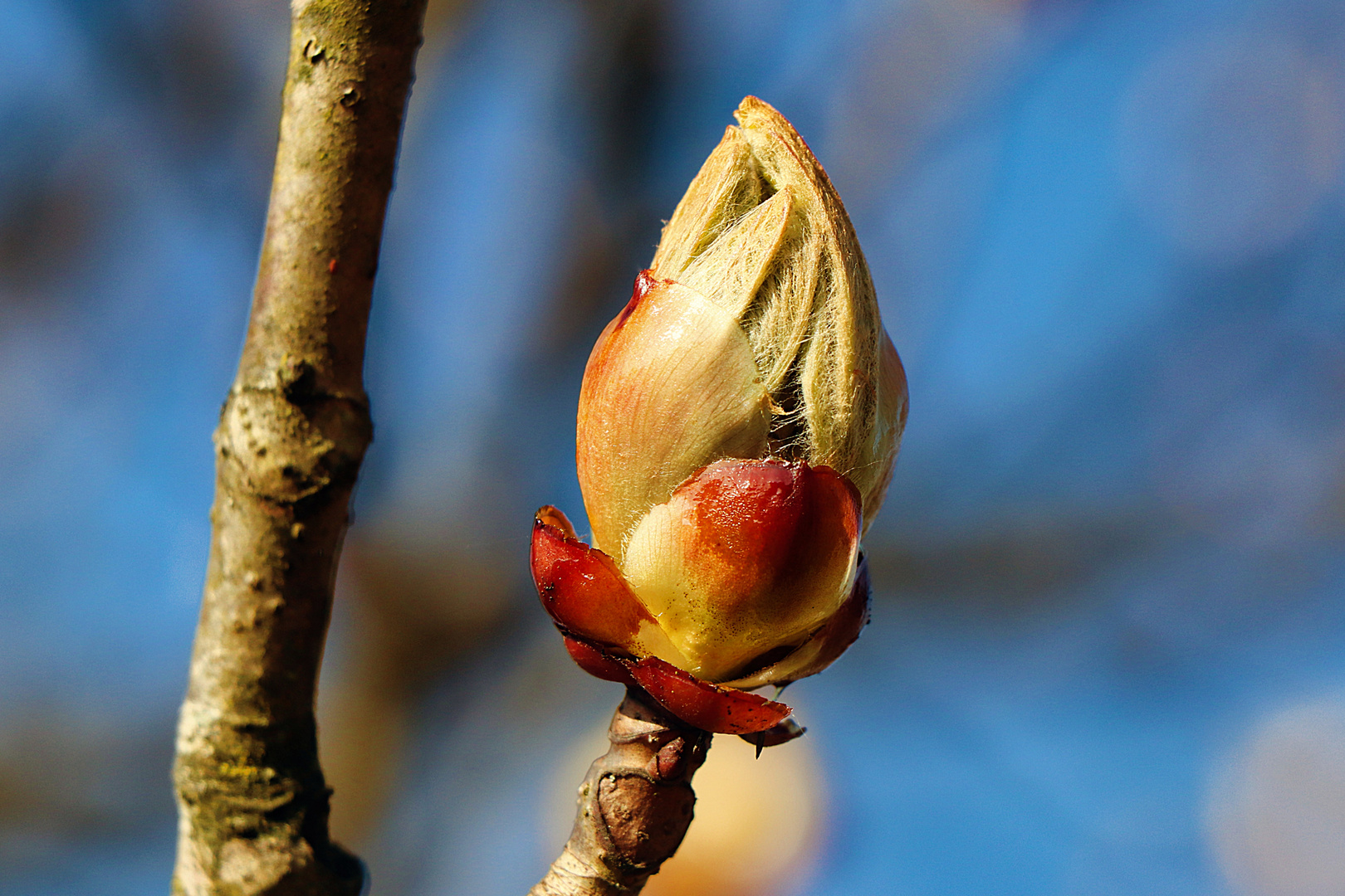 Frühlingsboten