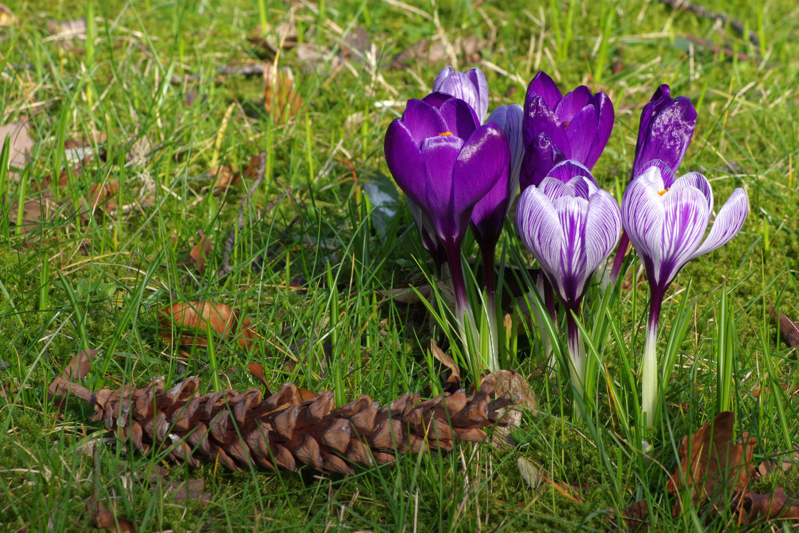 Frühlingsboten