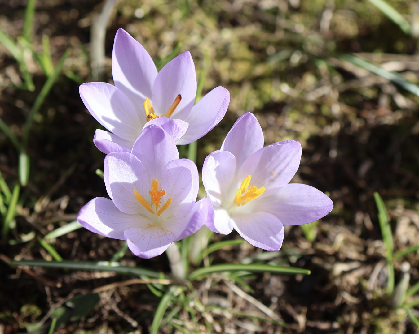 Frühlingsboten