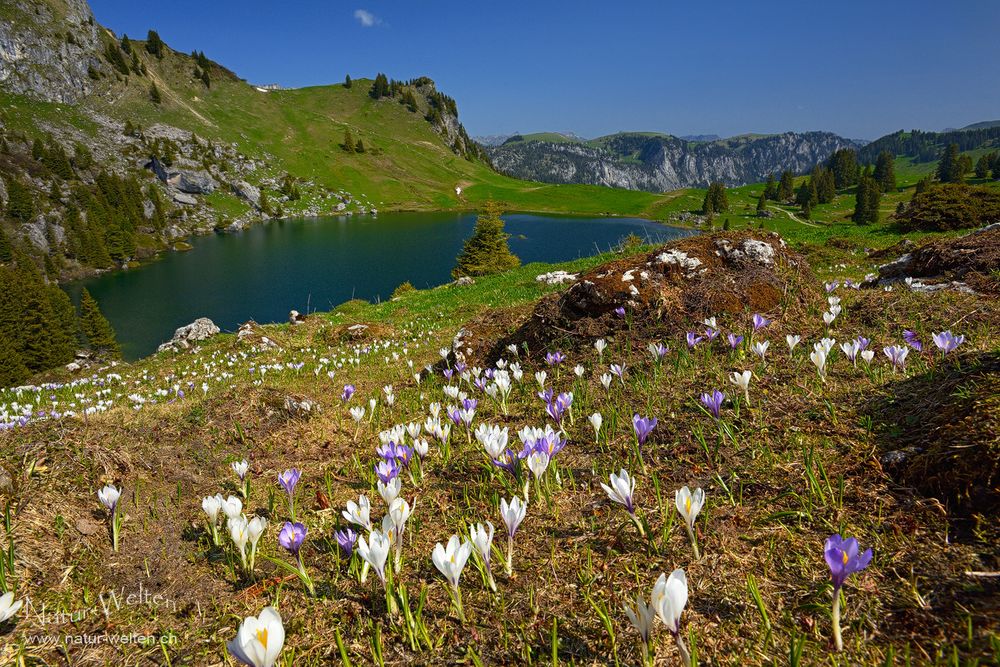 Frühlingsboten