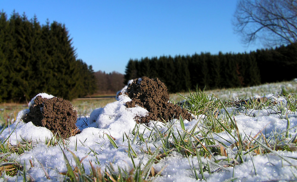 Frühlingsboten