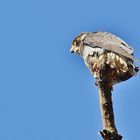 Frühlingsboten/ 5 ( Wanderfalke beim Sonnenbad... )