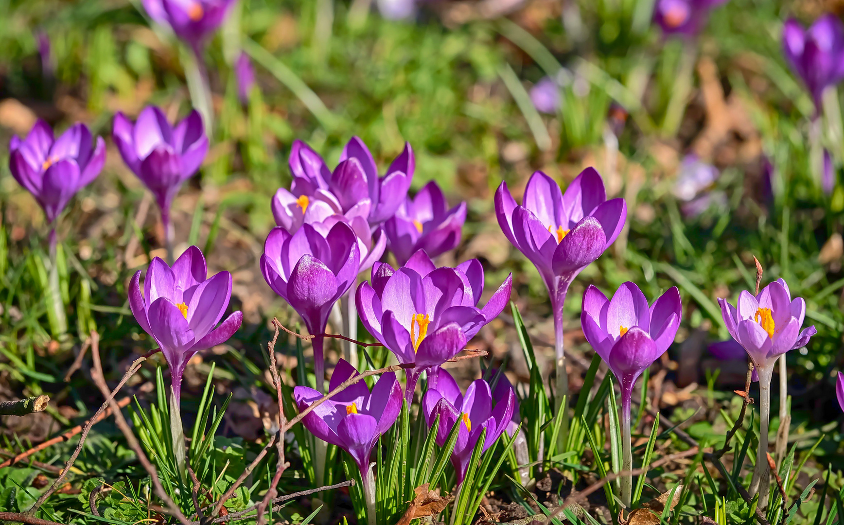 Frühlingsboten